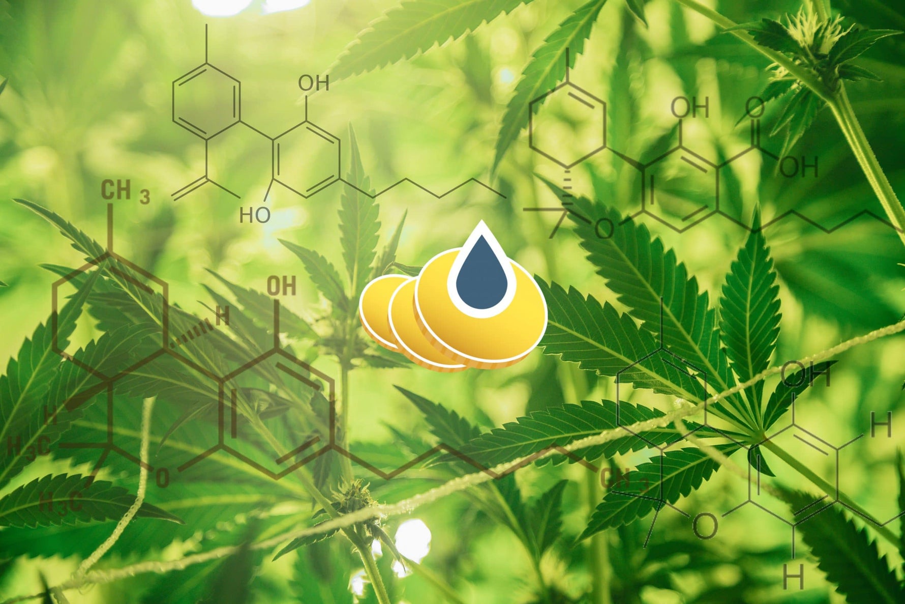 Cannabinoïden in CBD olie: wat is ‘full spectrum’?