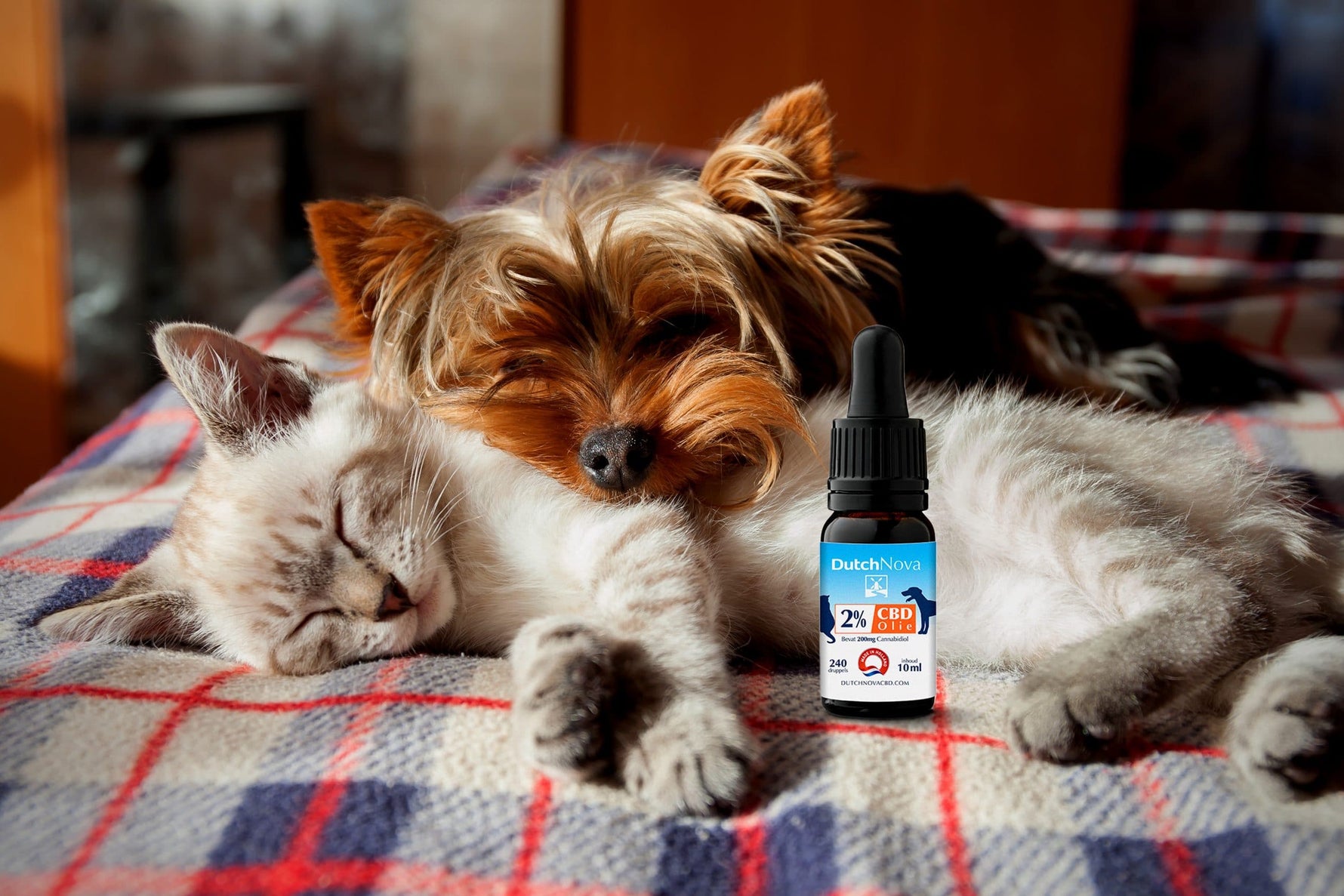 CBD voor dieren kopen en gebruiken? Hier moet je op letten!