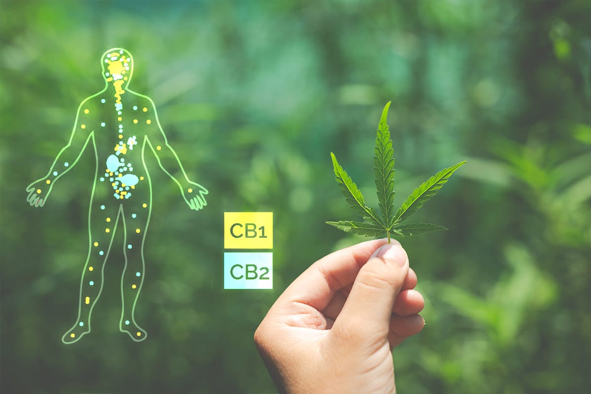 Het endocannabinoïde systeem (ECS) – hoe CBD olie werkt in het lichaam